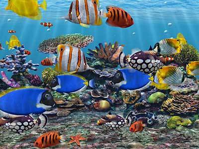 3D Fish School Screensaver Screenshot